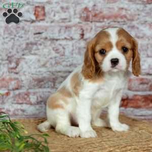 Havana, Cavalier King Charles Spaniel Puppy